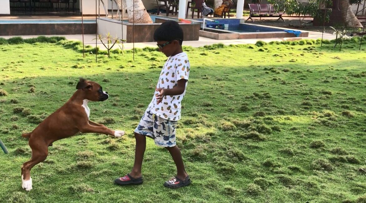 If you are looking for a Pet friendly resort in Coimbatore, look no further ! You found the best pet friendly resort